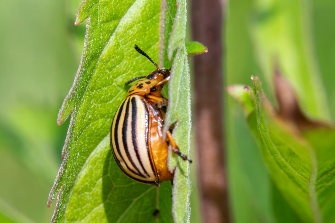 Potato beetle on a crop leaf